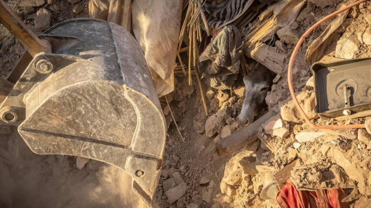 حفار ينقذ حمارًا محاصرًا تحت الأنقاض بعد زلزال ضرب قرية تافغغت الجبلية، جنوب غرب مدينة مراكش